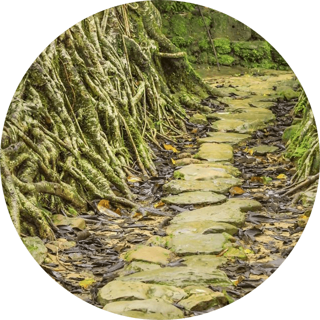 Meghalaya Living Bridges